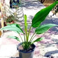 گل نخل مسافر نیکولای یا پرنده بهشتی درخت مسافر