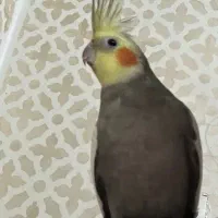 عروسی هلندی گمشده
