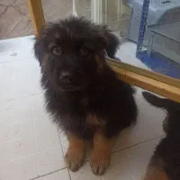 توله سگ ژرمن شپرد|سگ|نجفآباد, امام خمینی|دیوار