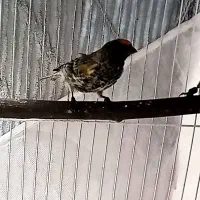 گلبسر نر مست خون قناری سهره