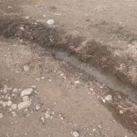 قوچ شیره دار