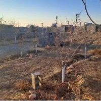 باغ-با-درختان-5ساله-و-سندتکبرگ