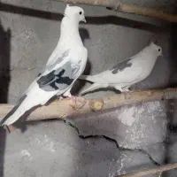 کبوتر پرشی