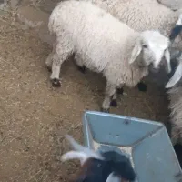 گوسفند بره بز. و بزغاله