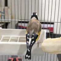 سهره سفید نر عالیی|پرنده|قدس, شهرقدس|دیوار