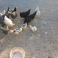 جوجه مرغ گلین