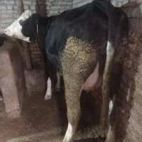 گاوشیری سمینتال همراه گوساله نرسمینتال