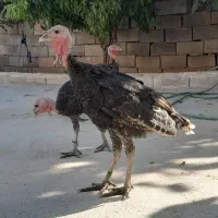 بوقلمون