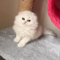 گربه اشرافی و خاص پرشین/بریتیش/سکاتیش