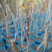 نهال گردو خوشه ای