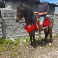فروش اسب 5سال سواری دار  آروم بچه سوار