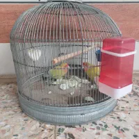 عروس هلندی|پرنده|آبادان, |دیوار