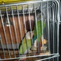 گرینچیک جفت رام و سخنگو|پرنده|بومهن, |دیوار