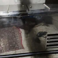 یخچال فریزر بزرگ  ۴ در الکترو ایفل