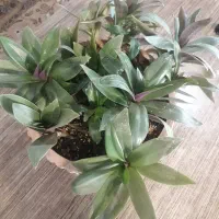 زیپلین (موسی در گهواره) و ساکولنت