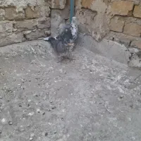 کبوتر پرشی