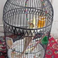 طوطی عروس|پرنده|مشهد, آبکوه|دیوار