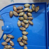 سنگ عتیقه
