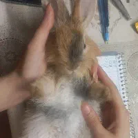 خرگوش
