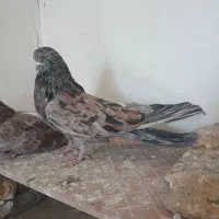 سرور|پرنده|هریس, |دیوار