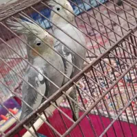 پرنده|پرنده|مسجد سلیمان, |دیوار