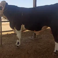 جوانه تخمی برای گله گاو