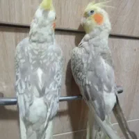 کفتر|پرنده|بندر امام خمینی, |دیوار