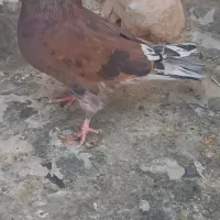 نر سرخ خال مشکی گردن ماری