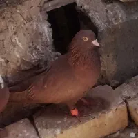 نر سرخ تهرانی