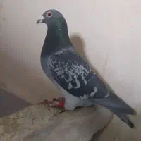 کبوترپلاکی