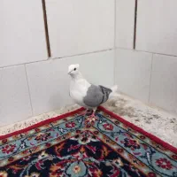 کبوتر پرشی خوش خال بازی کن|پرنده|اصفهان, حصه جنوبی|دیوار