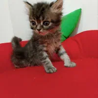 بچه گربه بریتیش