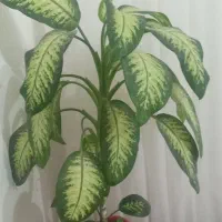 گل دیفن|گل و گیاه طبیعی|چرداول, |دیوار