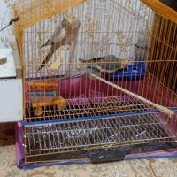 یک جفت عروس هلندی مولد