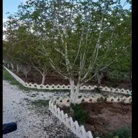 باغ ۱۳۵۰ متر/ به همراه سازه / سندتکبرگ