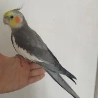 عروس هلندی نر