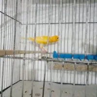 قناری ماده پرتقالی مست مست