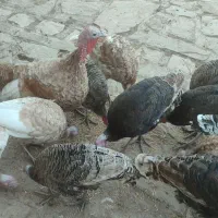 12جوجه ی بزرگ بوقلمون|حیوانات مزرعه|پاپی, |دیوار