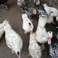 مرغ وخروس واردک اسرائیلی