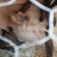 پرنده مرغ مینا جدید جفتی ۱۲۰۰ مفت