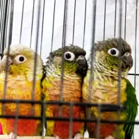 انواع پرنده گرینچیک، خورشیدی، عروس، قناری، فنچ|پرنده|بیرجند, |دیوار