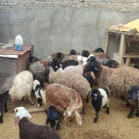 میش چاق|حیوانات مزرعه|جوادآباد, |دیوار