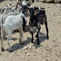 سبک حیوان