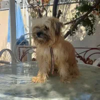 سگ واگذار می گردد|سگ|رباط‌کریم, انجم آباد|دیوار