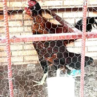 مرغ و خروس لاری|حیوانات مزرعه|بندرعباس, |دیوار