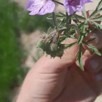 انجام کار باغ اسپار