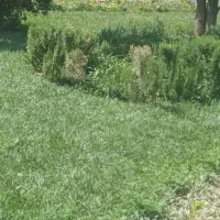 سلام کارباغ بونی هرس کاشت گل گیا