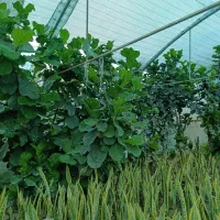 گلفروشی آمیتیس|گل و گیاه طبیعی|گنبد کاووس, |دیوار