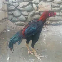 دوتا خروس افغان خالص|حیوانات مزرعه|وزینه, |دیوار