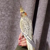 جوجه مرواریدی نر زیبا بی نظیر پروازی عروسک